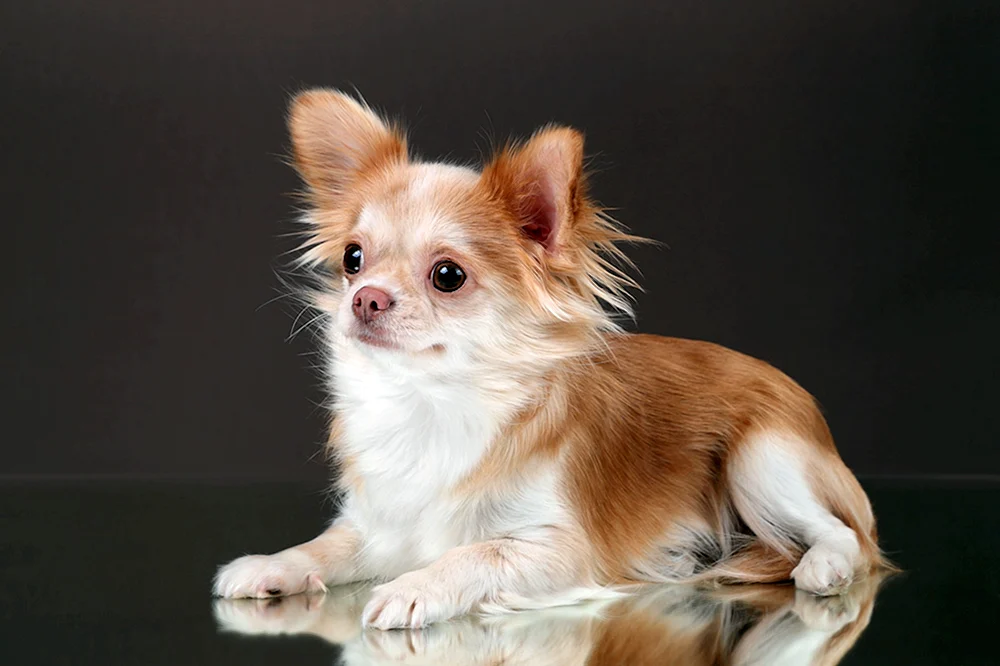 Chihuahua Standard langhaarig