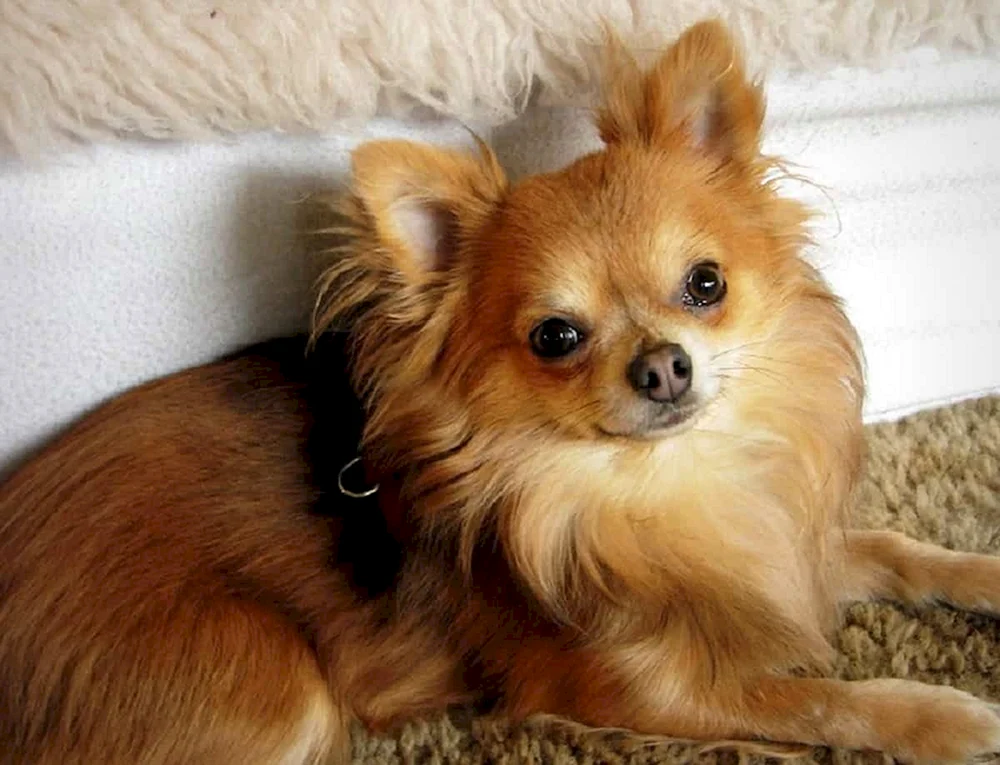 Chihuahua cobby