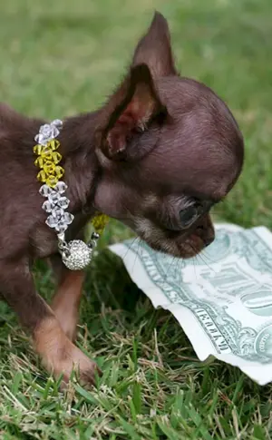 Chihuahua Millie