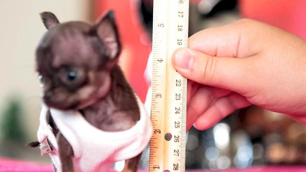 Chihuahua Milli