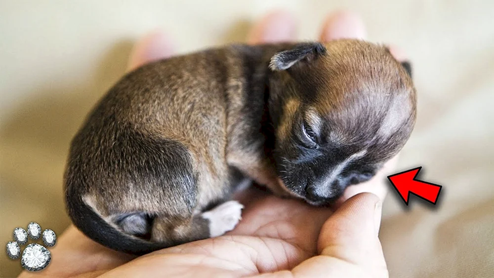 Chihuahua Milli