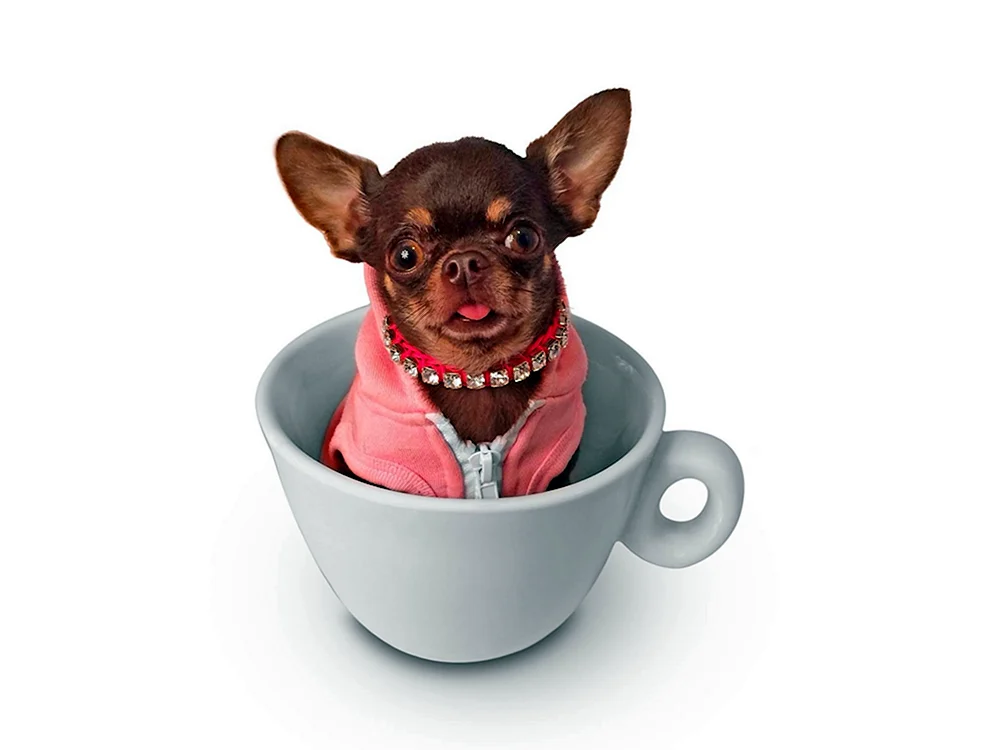 Chihuahua Pearl