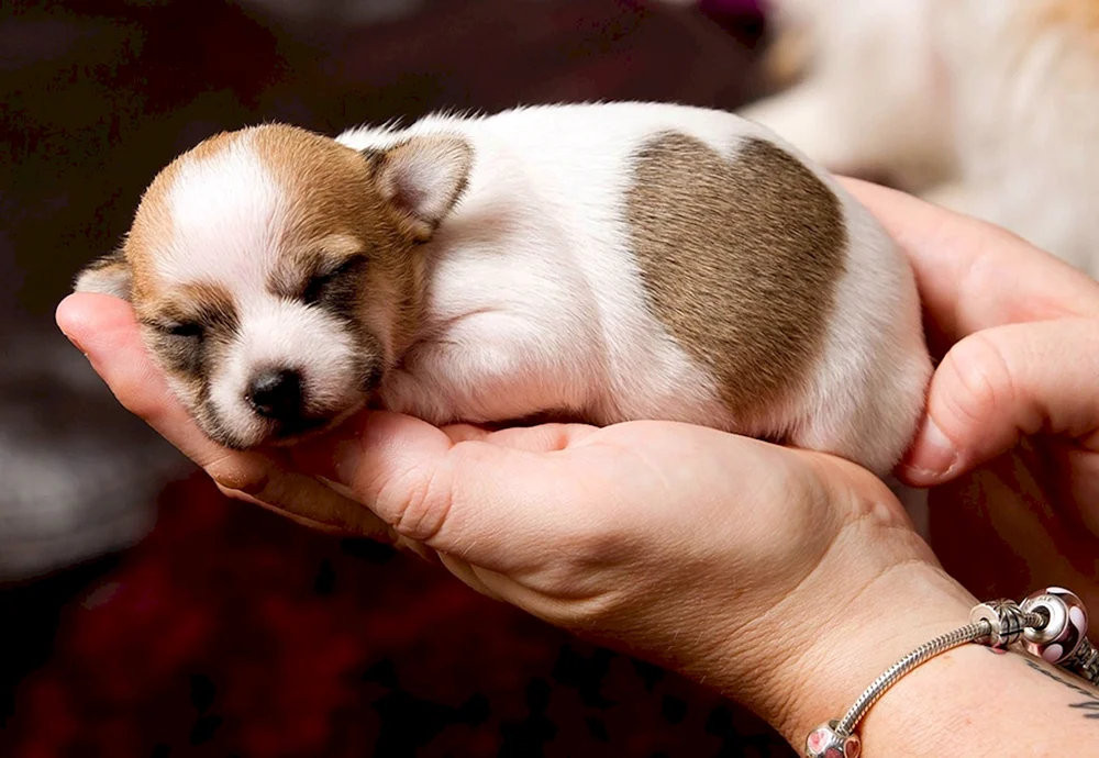Chihuahua Millie