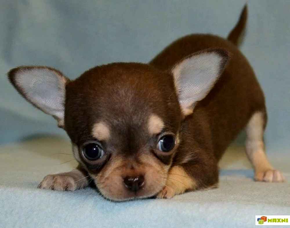 Chihuahua mini
