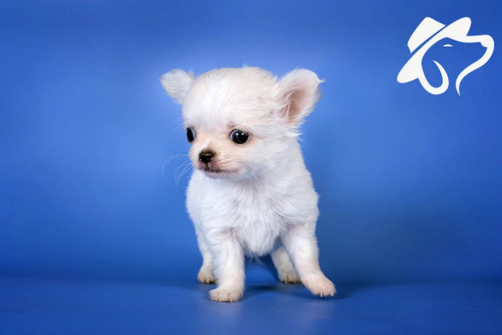 Chihuahua mini