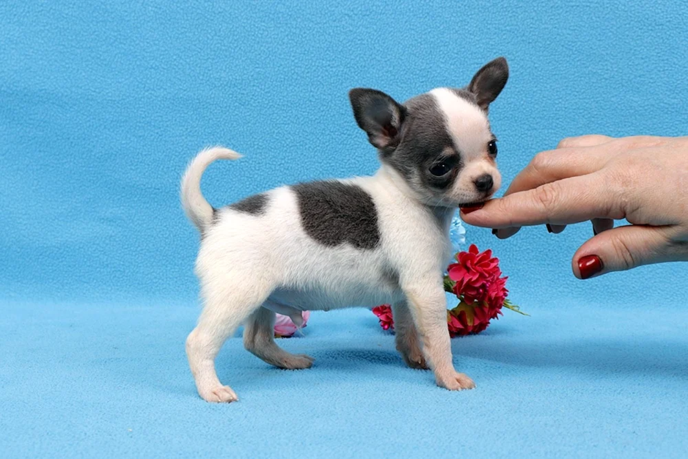 Chihuahua mini
