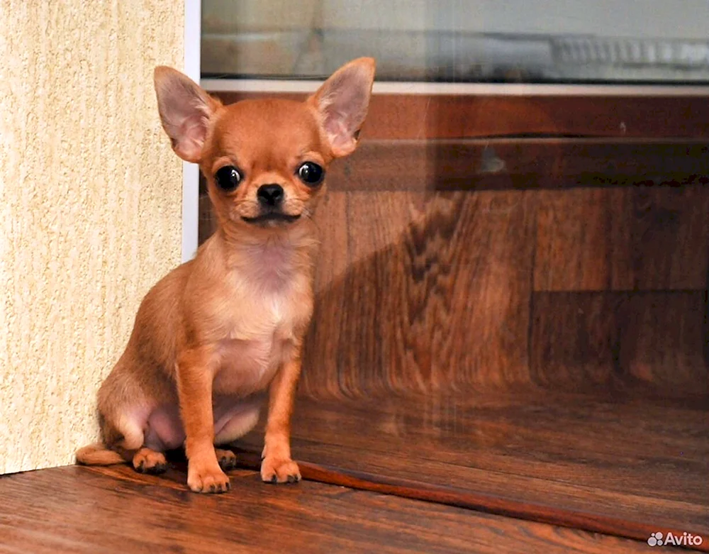 Chihuahua mini