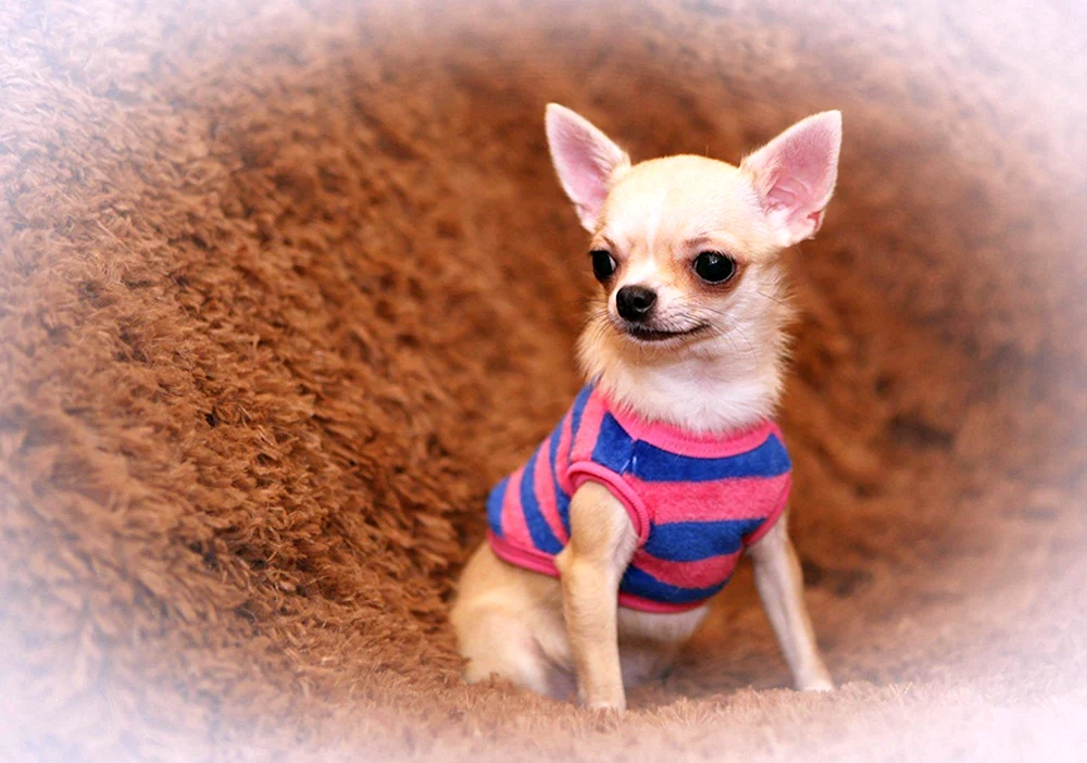 Chihuahua mini