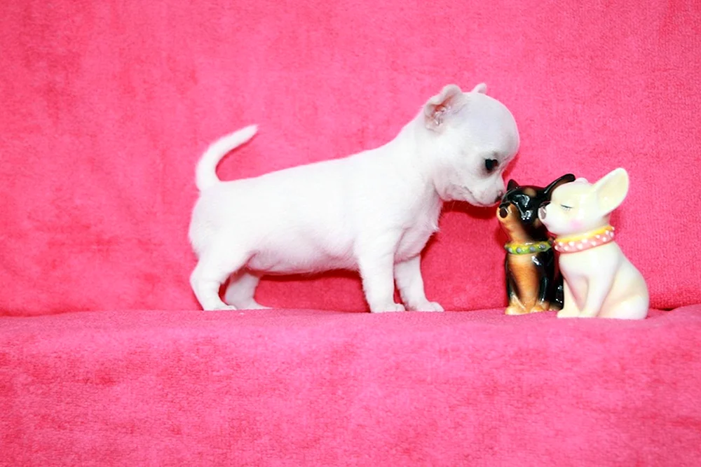 Chihuahua mini