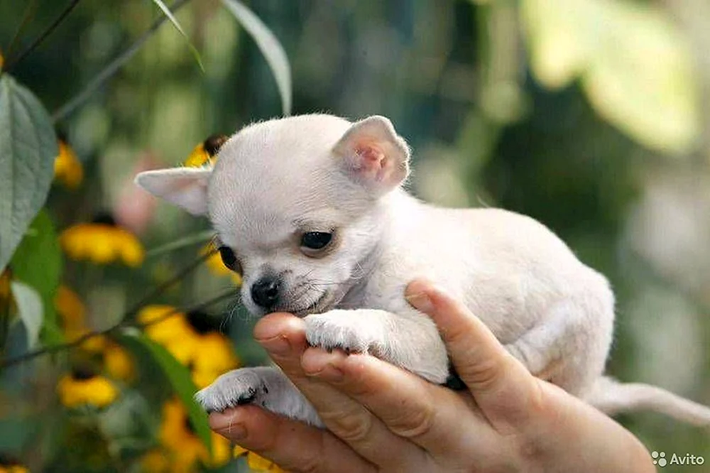 Chihuahua mini