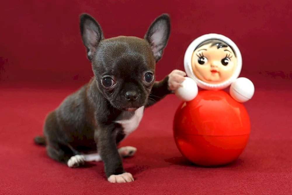 Chihuahua mini