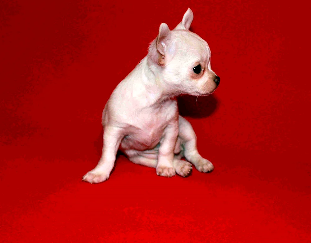 Chihuahua Charlie