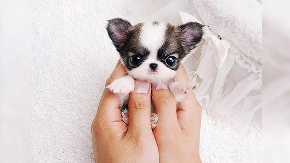 Pomeranian Spitz Boo