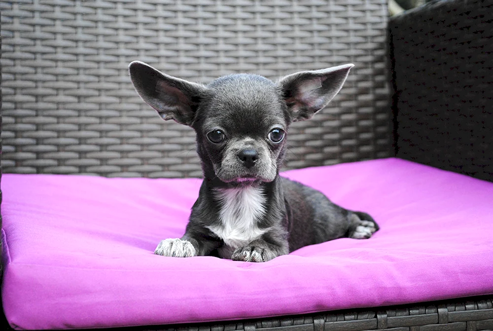 Chihuahua hell glatthaarig
