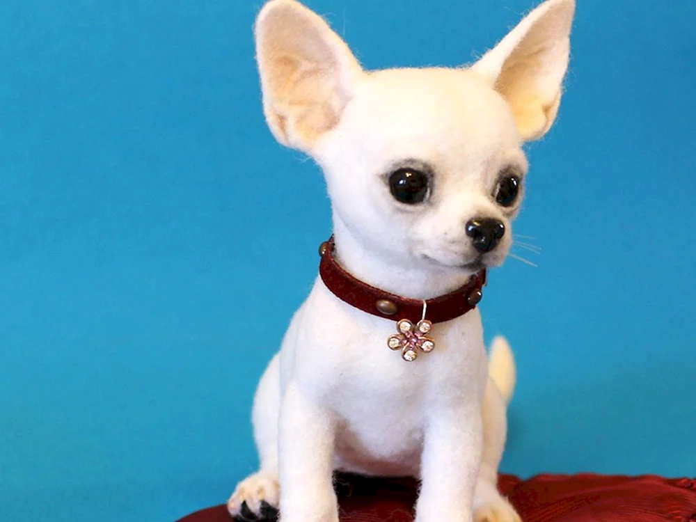 Chihuahua mini