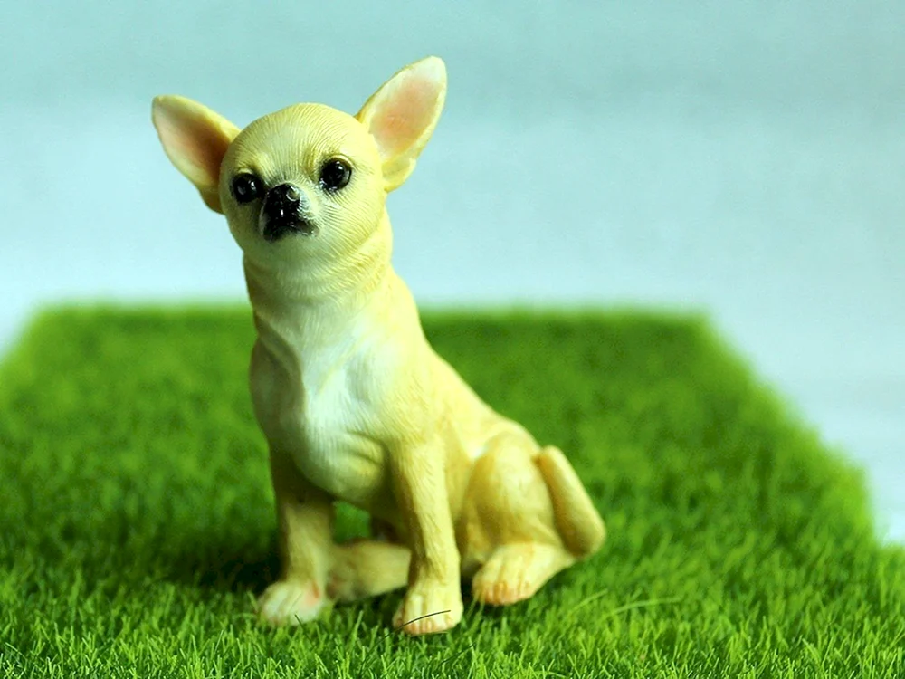 Chihuahua mini