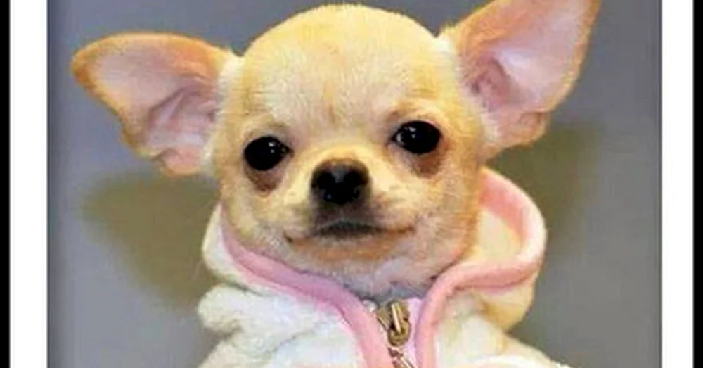 Chihuahua mini