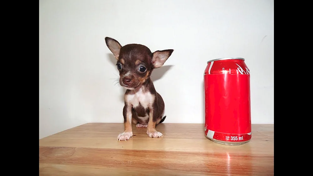 Chihuahua Milli