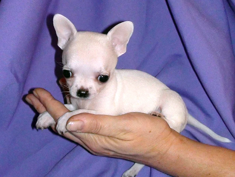 Chihuahua mini