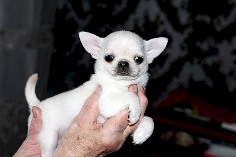 Chihuahua mini weiß