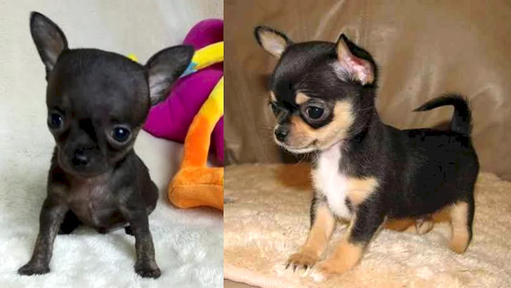 Schwarz gefleckt Chihuahua