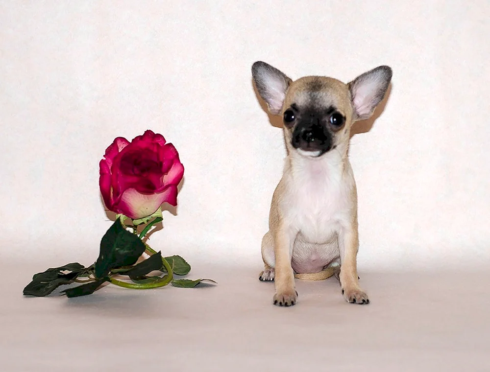 Chihuahua mini