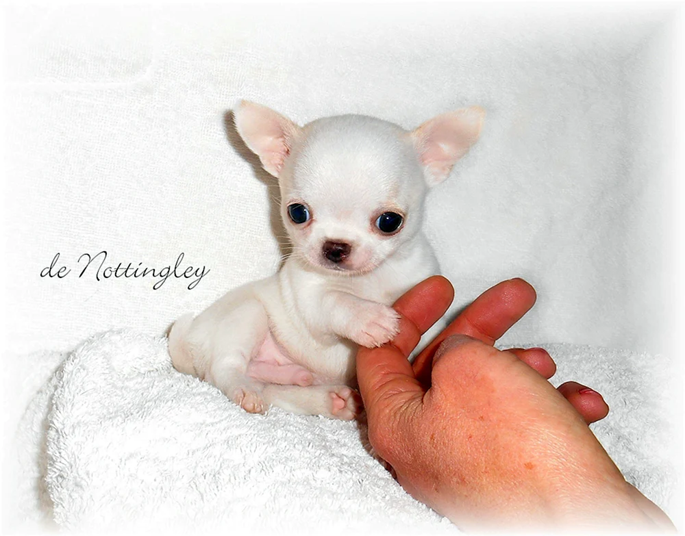 Chihuahua kurzhaarig