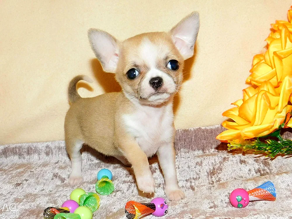 Chihuahua mini pocket