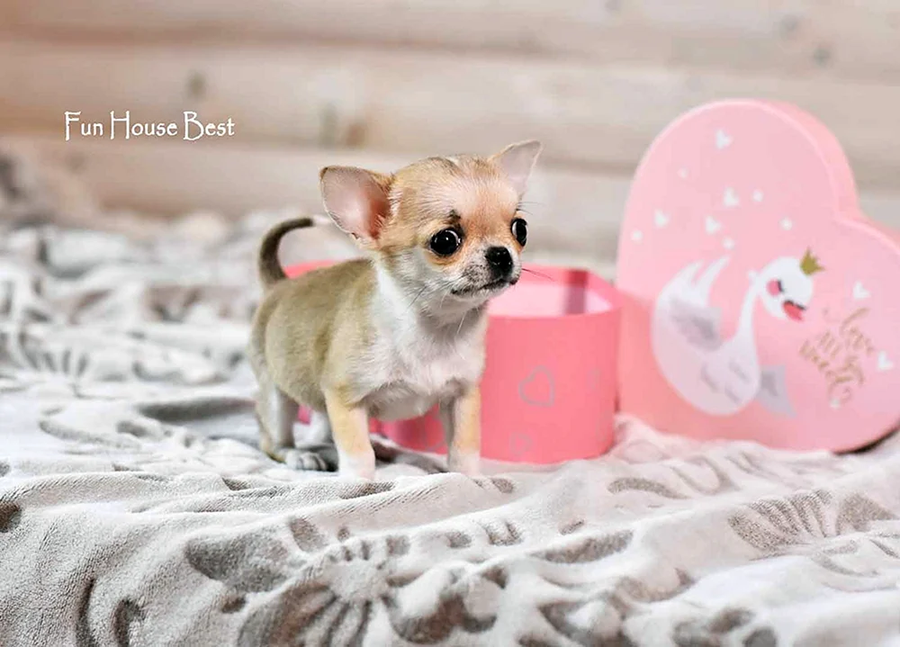 Micro mini Chihuahua