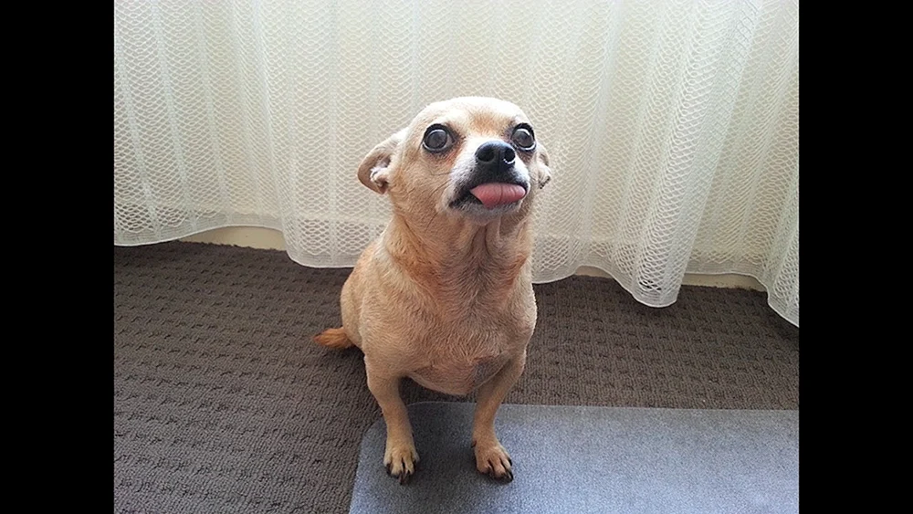 Chihuahua Memes