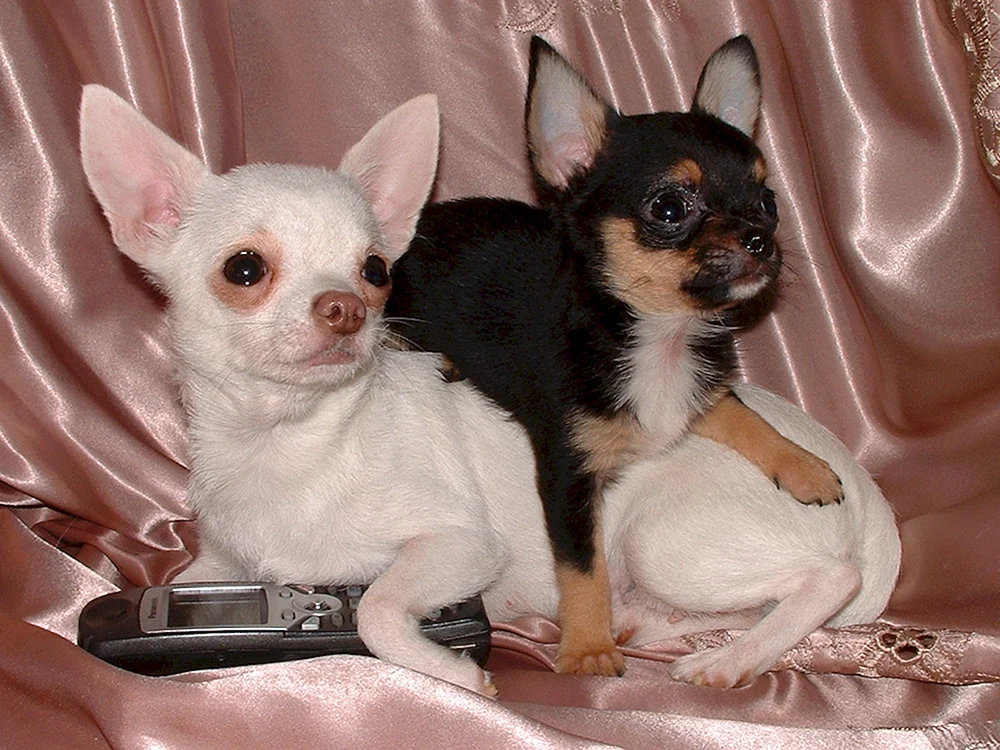 Chihuahua Isabella Farbe