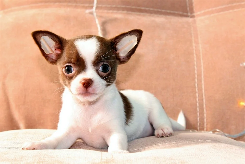 Chihuahua Merle Farbe