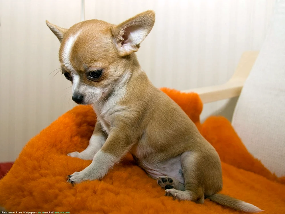 Chihuahua langhaarig Cobie.
