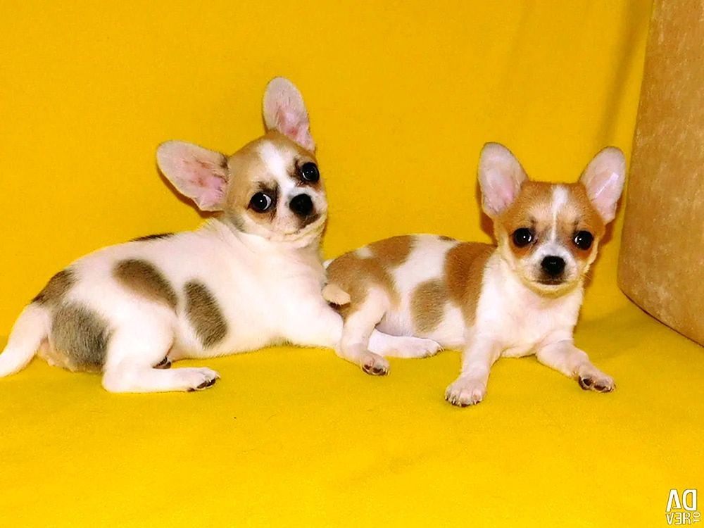 Chihuahua blass