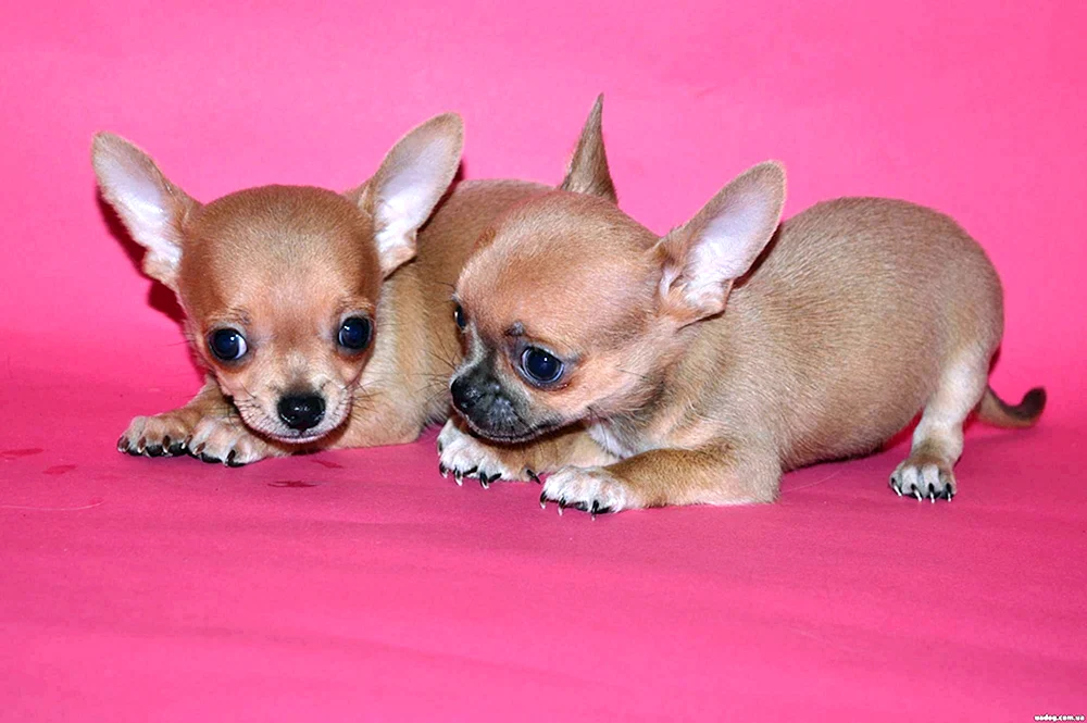 Chihuahua blass