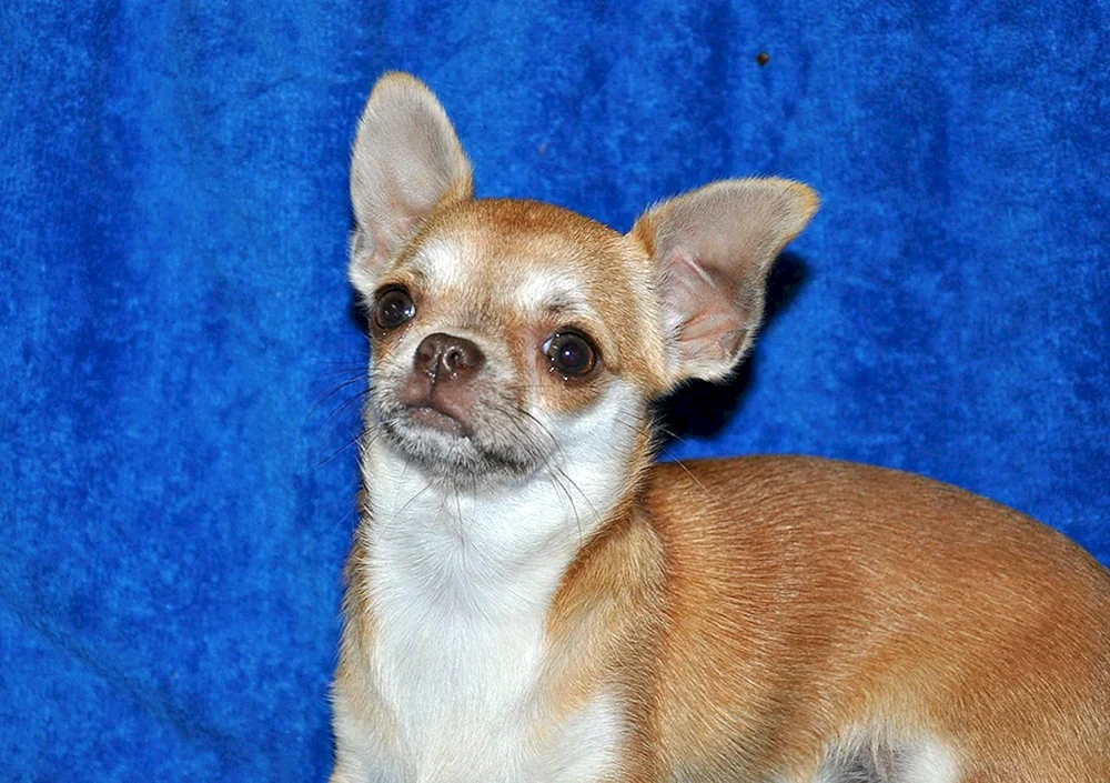 Chihuahua blass glatthaarig