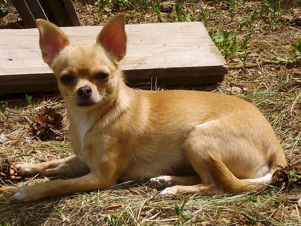 Chihuahua blass glatt-haarig