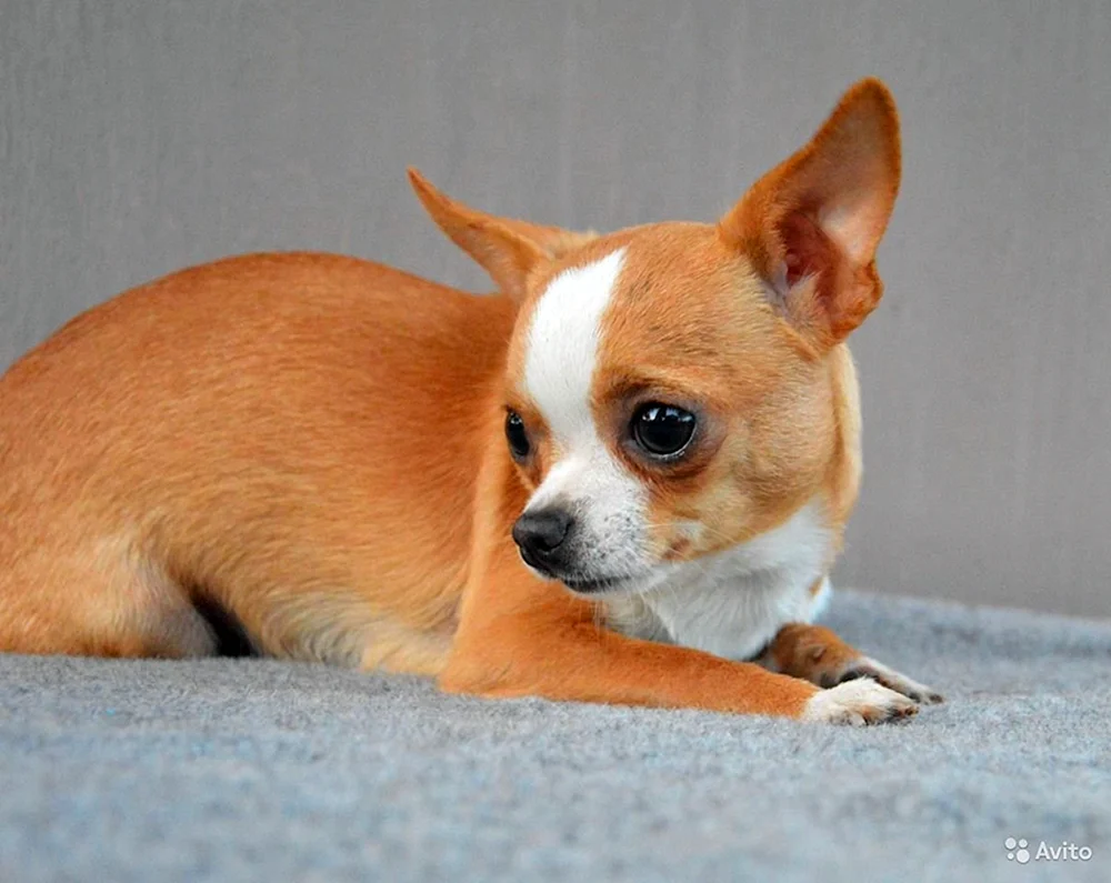Chihuahua blass glatthaarig