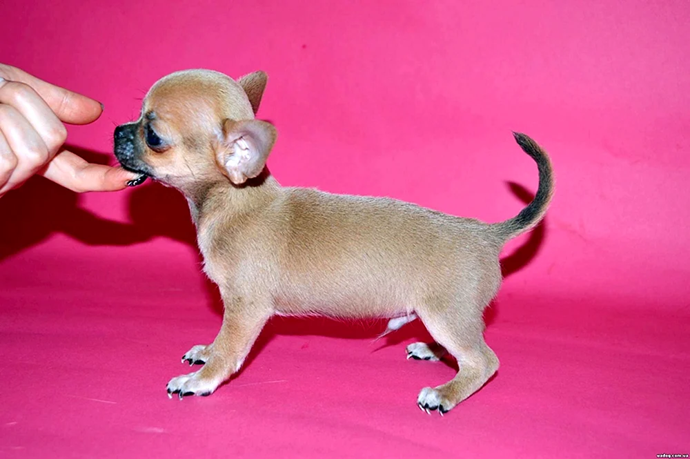Chihuahua blass Zobel