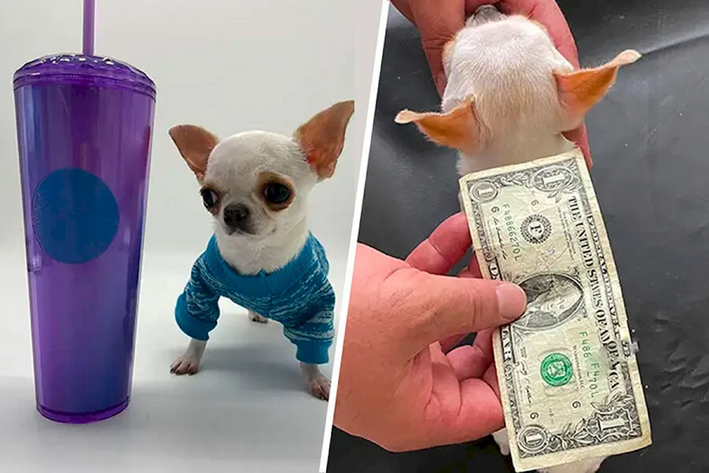 Chihuahua Milli