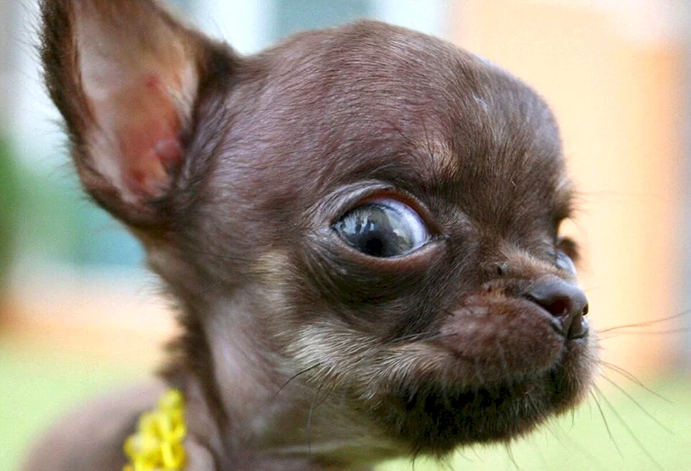 Chihuahua