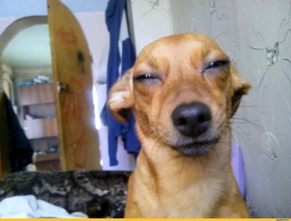 Chihuahua Verdächtiger