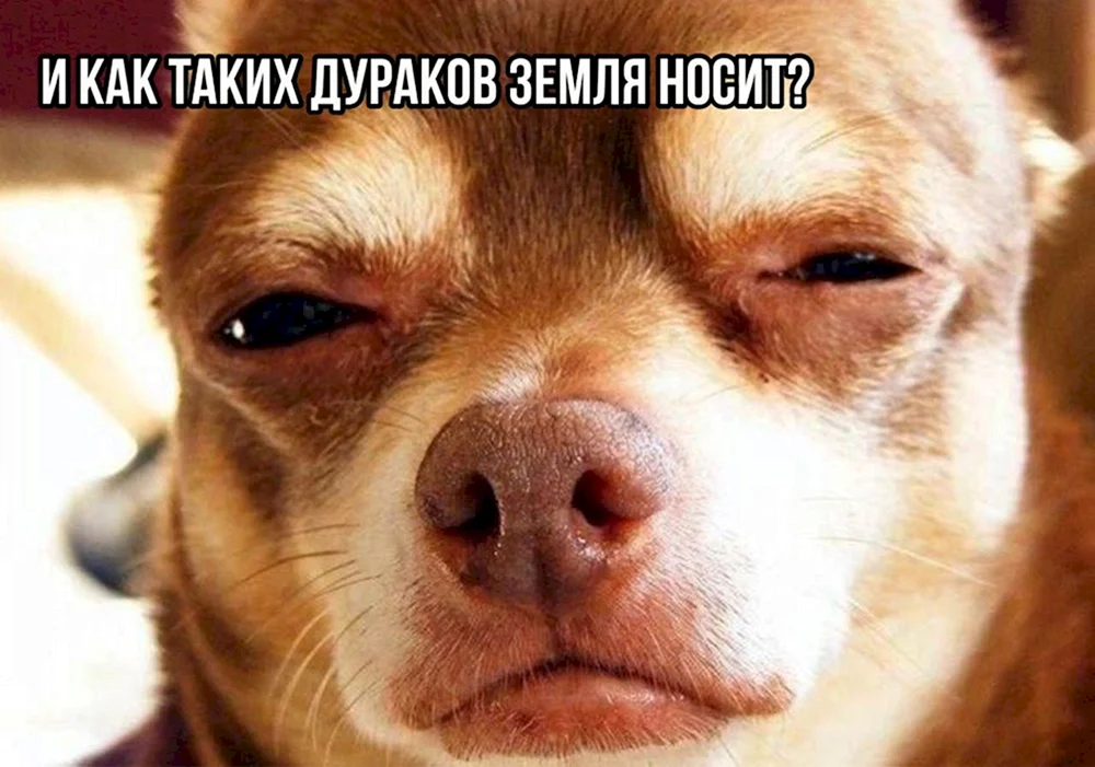 Verdächtiger Hund