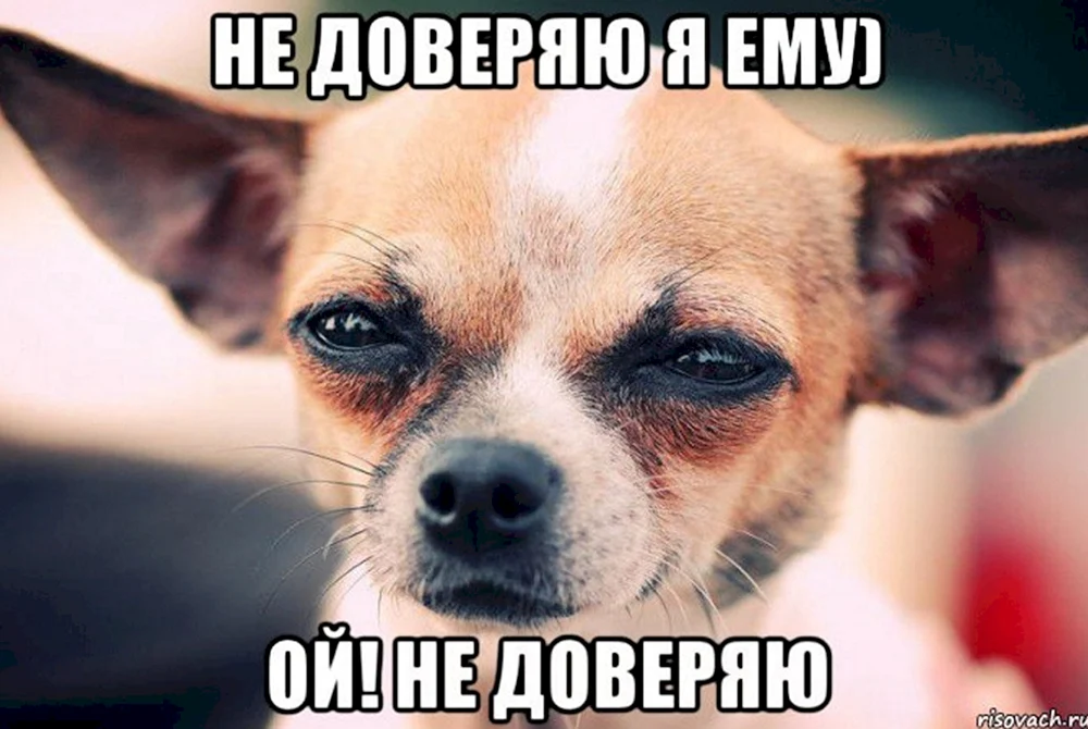 Verdächtiger Hund