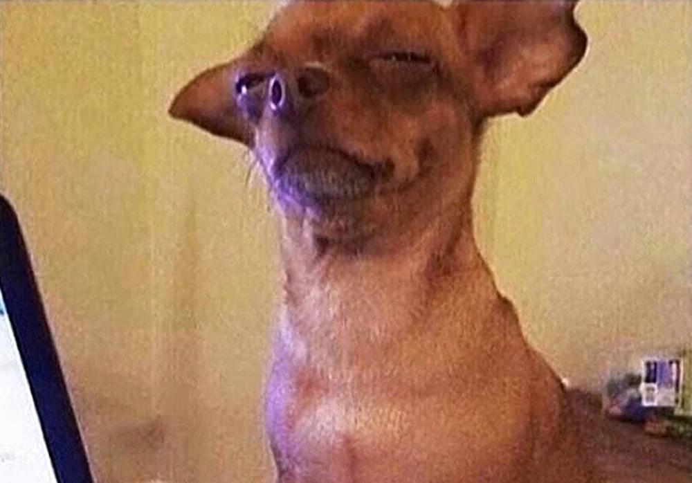 Chihuahua verdächtiger Hund