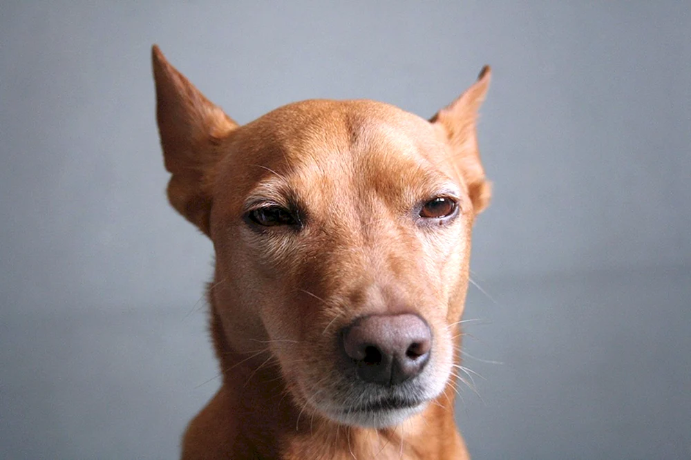 Hund schielend