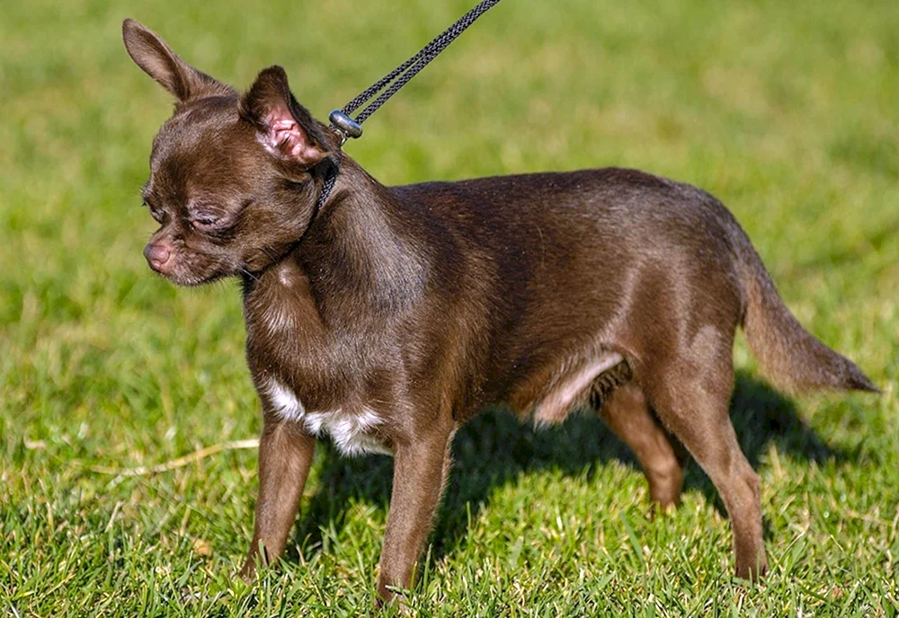 Chihuahua spaniel