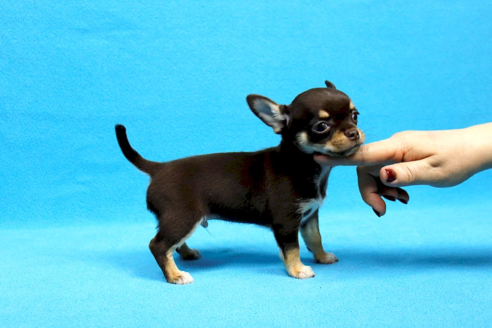 Chihuahua schokoladig glatt-haarig