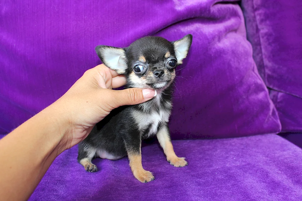 Chihuahua mini