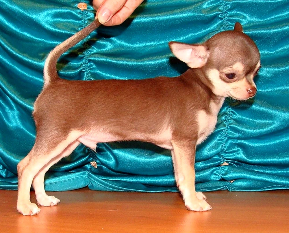 Chihuahua braun